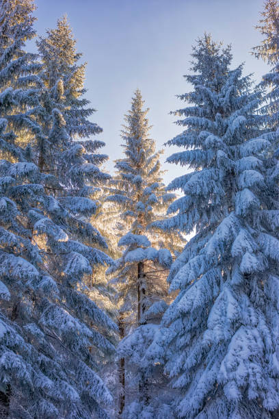 istock winter in the mountains (HDRi) 927492150