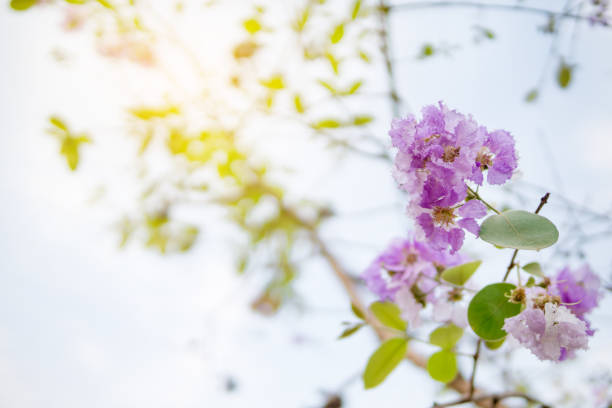 purple wild flower on branch against blue sky
