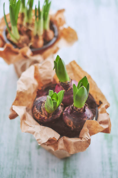 istock Hyacinth and daffodil flowers 927492622