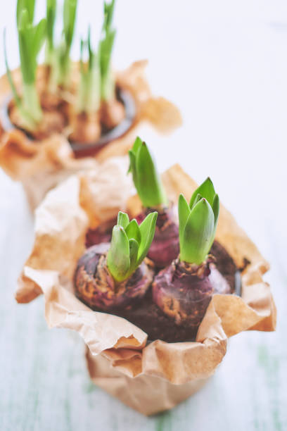 istock Hyacinth and daffodil flowers 927492626