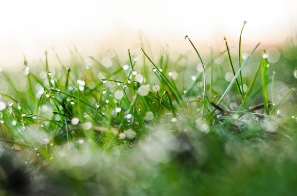 istock Dew on the green grass. Abstract background 927493082