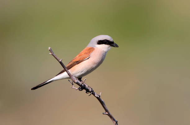 istock Red backed shrike summer portrait 927495812