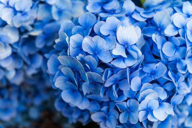 fiori di ortensia in giardino - photography macro horizontal close up foto e immagini stock