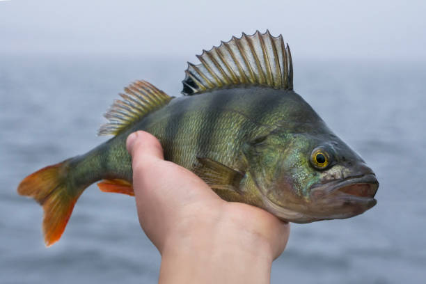 istock Perch fish trophy in hand of fisherman 927502448
