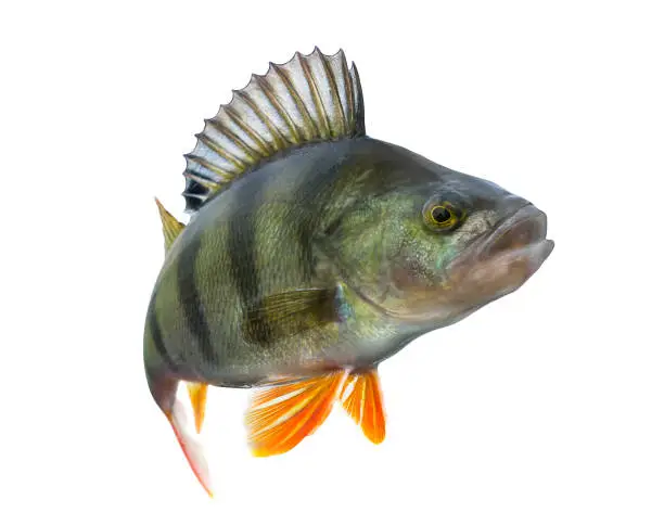 Photo of Perch fish trophy isolated on white background. Perca fluviatilis