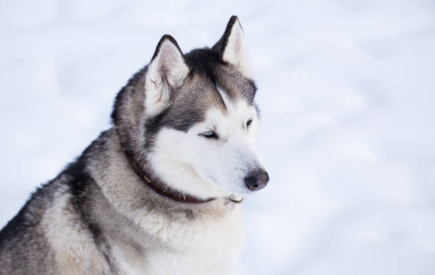 istock Portrait of Siberian Husky. 927507024
