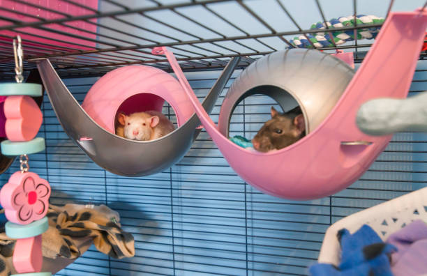 Cute white and black pet rats sleeping in his bed Little baby pet rat in his bed rat cage stock pictures, royalty-free photos & images