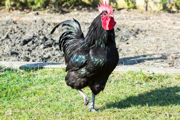 istock Black Rooster in the Farm 927507506