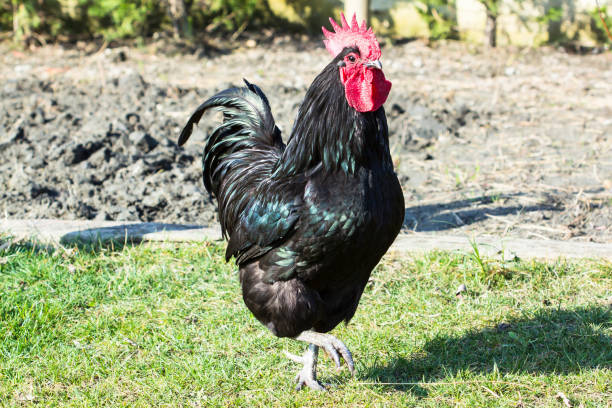 istock Black Rooster in the Farm 927507530