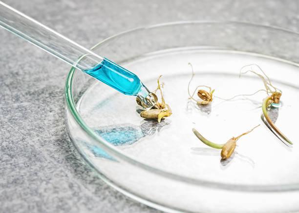 istock Selection Laboratory. Breeder with Petri dish. Plant breeding. Laboratory assistant. 927507738