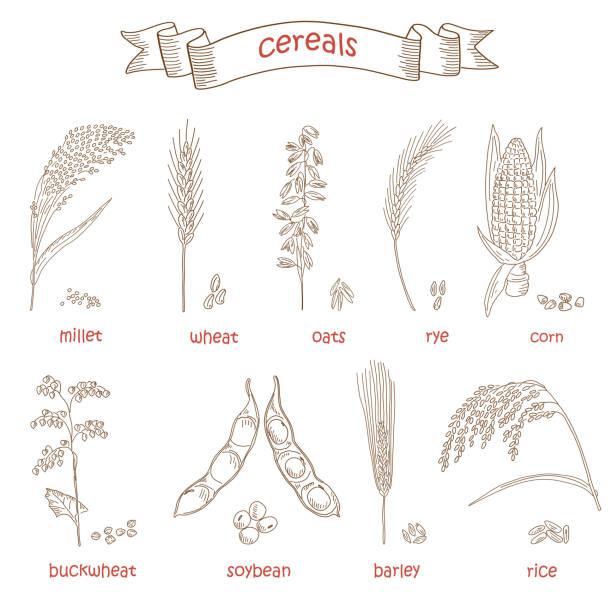 Sketched hand drawn cereals Sketched hand drawn cereals for design menus, recipes and packing. Flakes, groats, porridge, muesli, cornflakes, oat, rye, wheat, barley millet buckwheat rice corn Vector illustration buckwheat stock illustrations