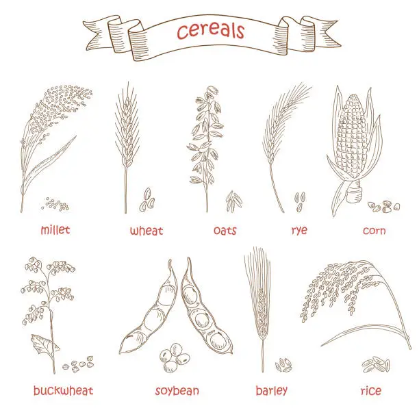 Vector illustration of Sketched hand drawn cereals