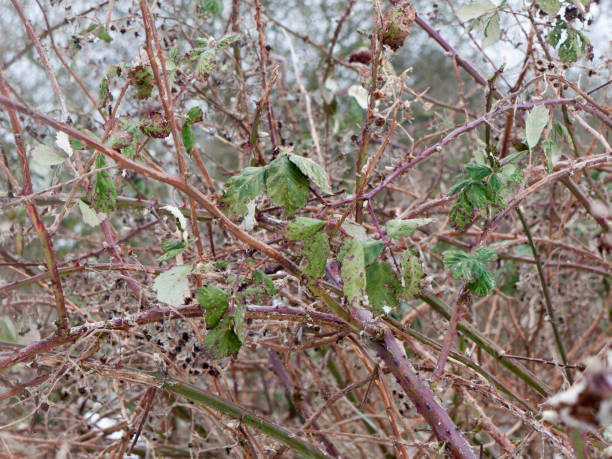 istock close up of branches thorny foliage winter cold 927513758