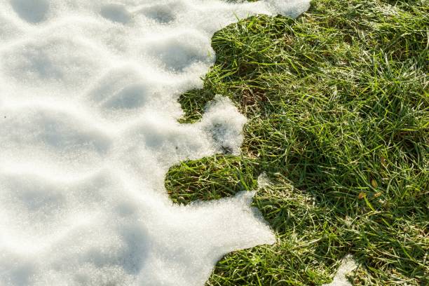 istock Hello spring, Melting snow on green grass close up - between winter and spring concept background 927513890