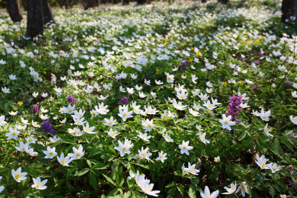 istock Springtime is the moment for this beautiful flower. 927514008
