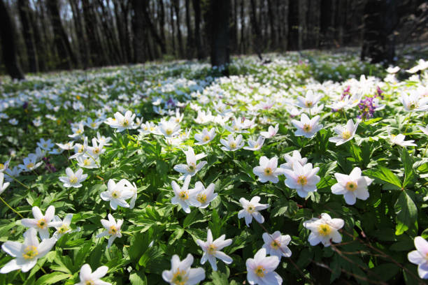 istock Springtime is the moment for this beautiful flower. 927514048