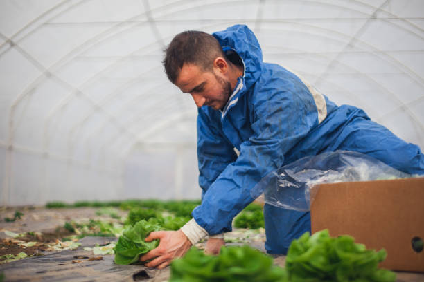 istock Man planting on farm 927514050