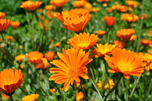 closeup of a medical  marigold flowers
