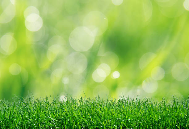 istock Beautiful spring field with a green grass 927516820