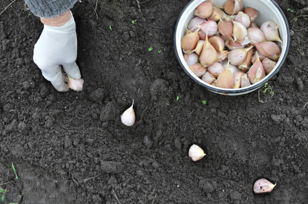 farmer's hand planting garlic in the vegetable garden stock photo