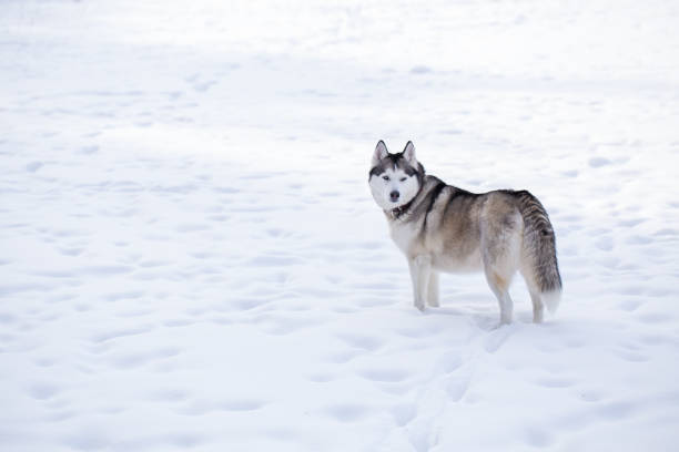 istock Siberian Husky in the winter. 927517592