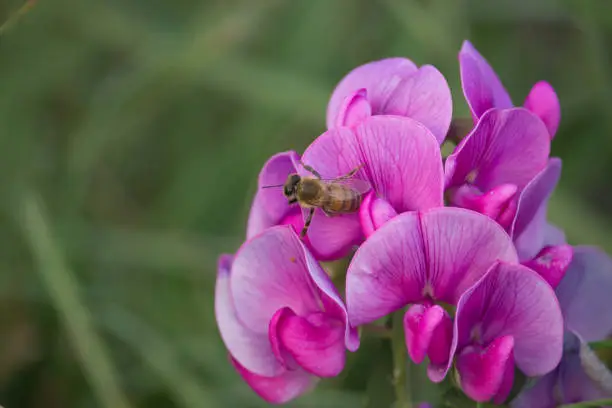 Bee on Vicia sativa on Sunset