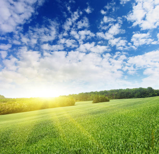 istock Summer field and sunlight in blue sky. 927521974