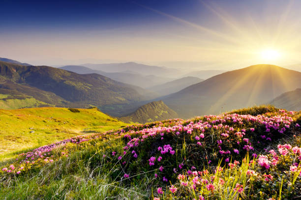 istock Magic pink rhododendron flowers on summer mountain.Carpathian, Ukraine. 927521992
