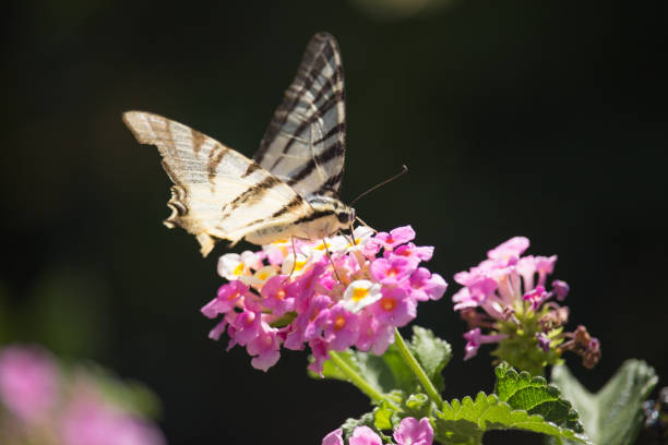 istock Podalirio Iphiclides Podalirius on Lantana 927522154