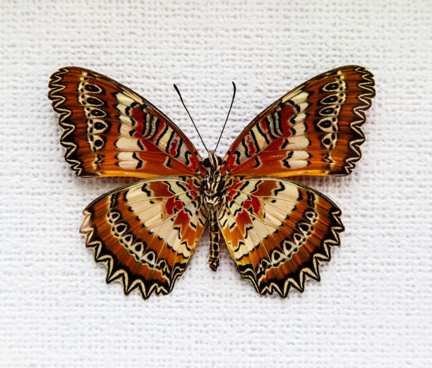 istock Exotic butterfly isolated on white background 927522214