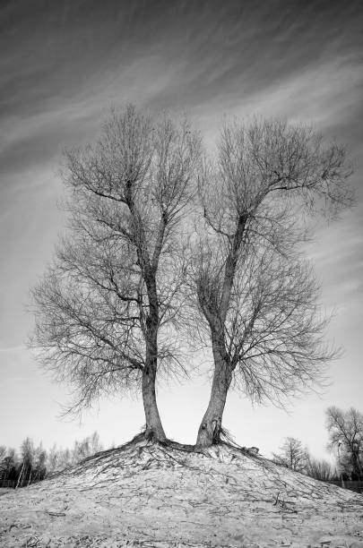 istock Black and white picture of leafless twin trees 927522298