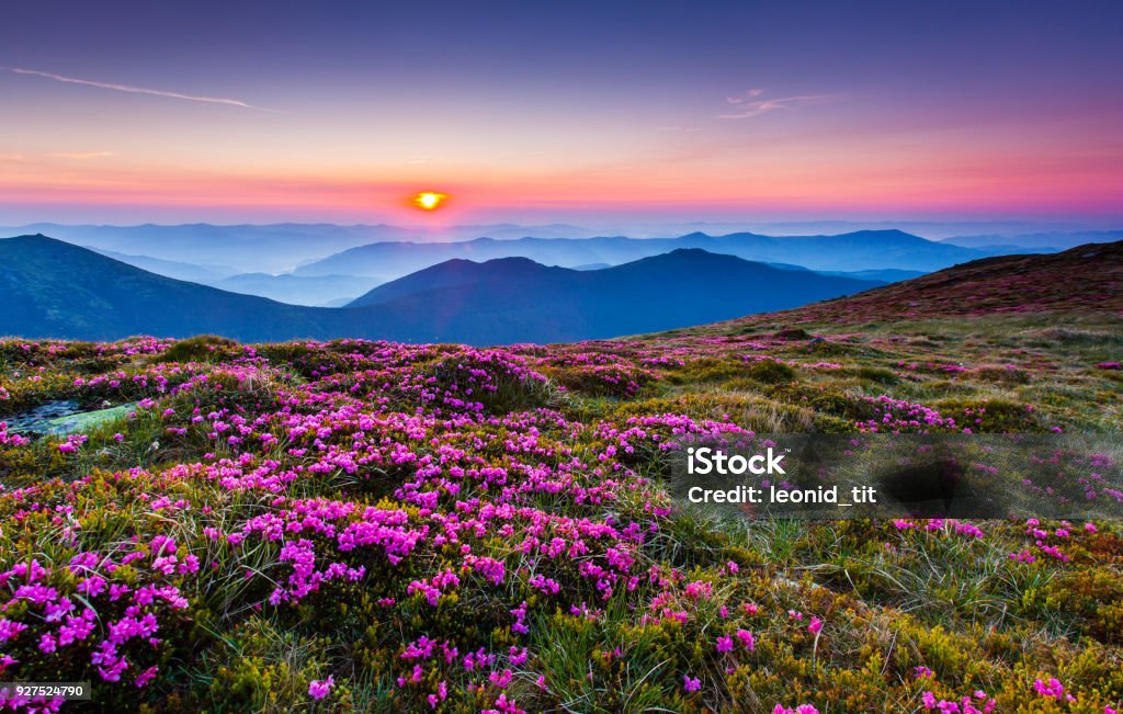 Magic pink rhododendron flowers on summer mountain.Carpathian, Ukraine. Beauty Stock Photo