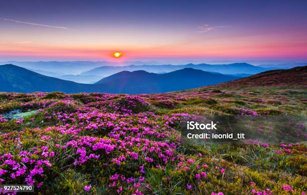 Magic Pink Rhododendron Flowers On Summer Mountaincarpathian Ukraine Stock Photo - Download Image Now