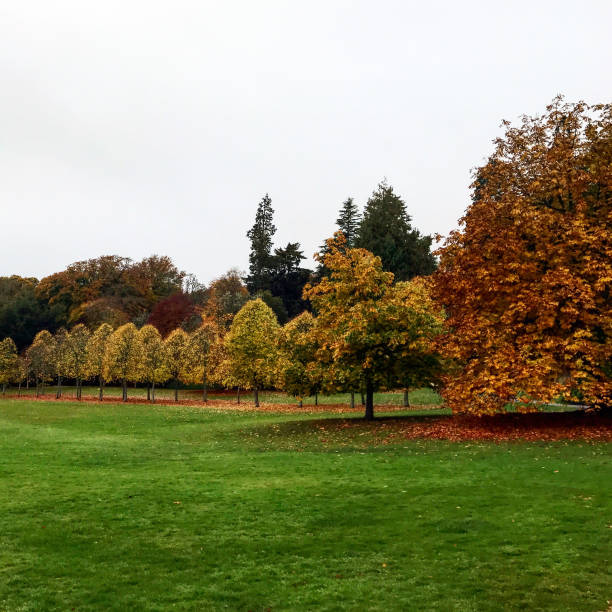 istock Autumn leaves in Aberdeen 927525608