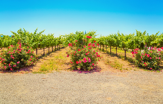 Californian vineyard landscape in Napa Valley in summertime