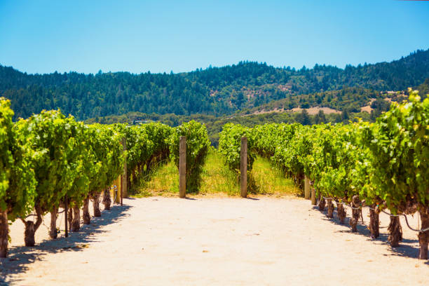 paisaje de viñedo californiano valle de napa - california panoramic napa valley hill fotografías e imágenes de stock