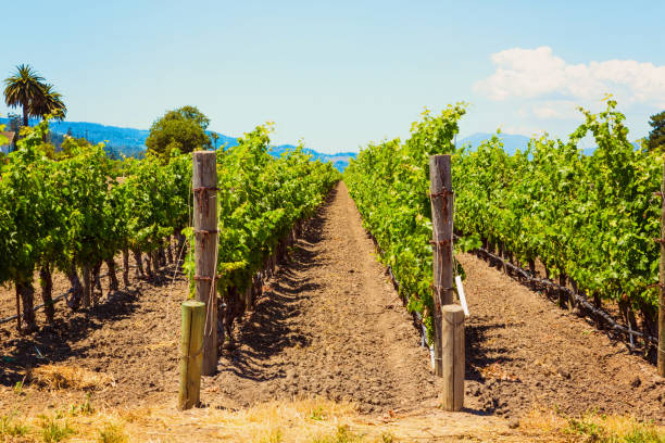 paisaje de viñedo californiano valle de napa - california panoramic napa valley hill fotografías e imágenes de stock