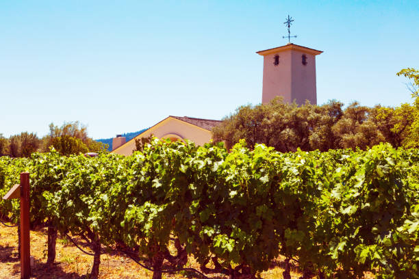 istock Californian vineyard landscape in Napa Valle 927531280