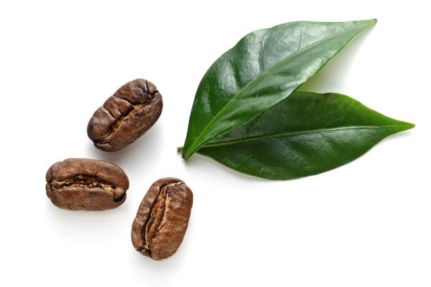 istock top view on the coffe beans with leaves on white 927533710