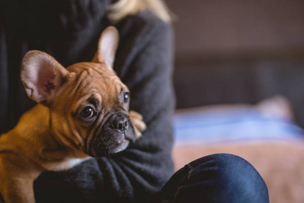 istock Cute little puppy 927534462