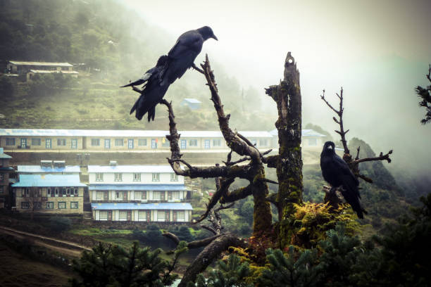 Crows over a tree in a foggy day, Namche Bazaar, Everest Base Camp trek, Nepal