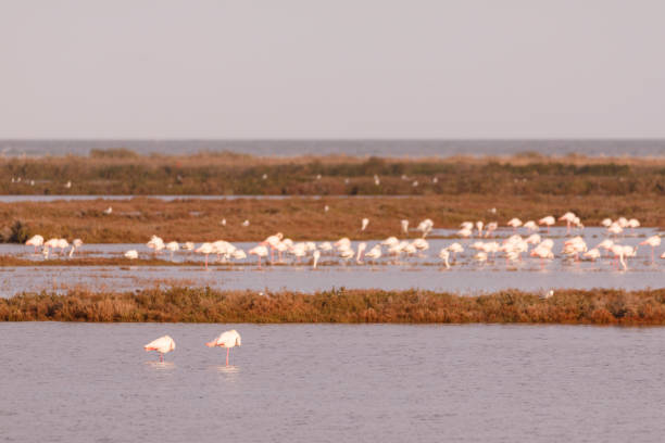 istock Delta del Ebro, Tarragona, Spain 927548710