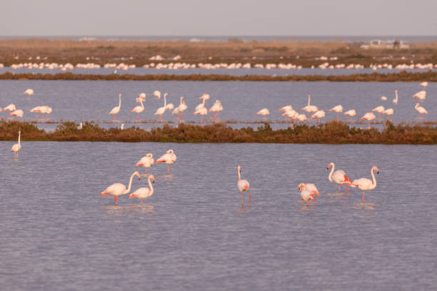 istock Delta del Ebro, Tarragona, Spain 927548998