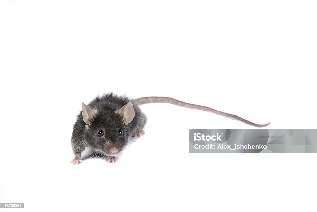 Funny black mouse.  Animal Stock Photo