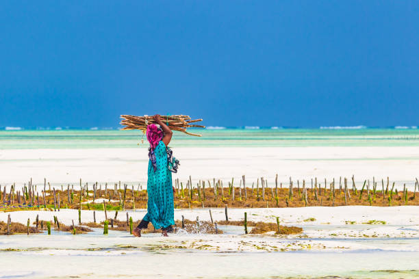 Woman harvesting sea weed on a sea plantation in traditional dress. stock photo