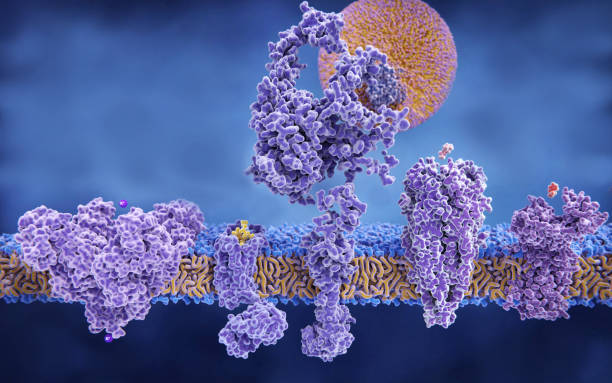 variedad de estructura de proteínas de membrana: - lipoprotein fotografías e imágenes de stock