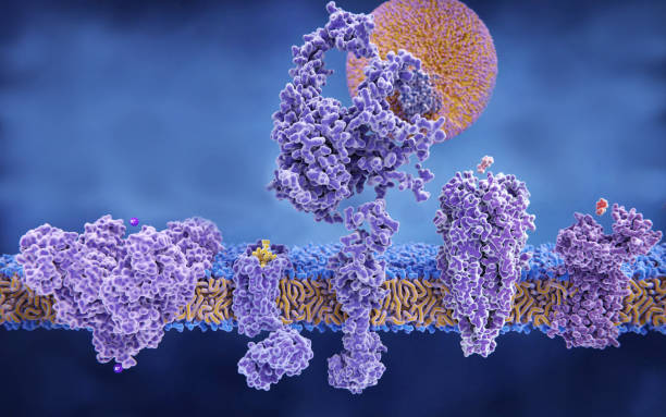 structure variety of membrane proteins: - membrana celular imagens e fotografias de stock