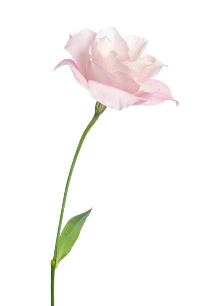 istock Beautiful Eustoma flower isolated on white background 927561030