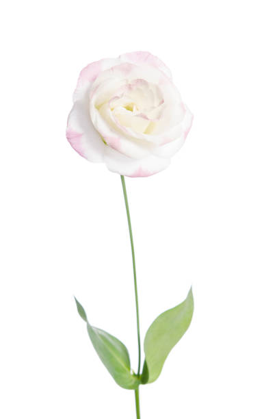 istock single bud of pink rose isolated on white background(eustoma flower) 927561056