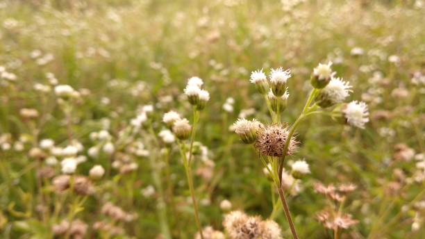 white flower closeup in meadow
